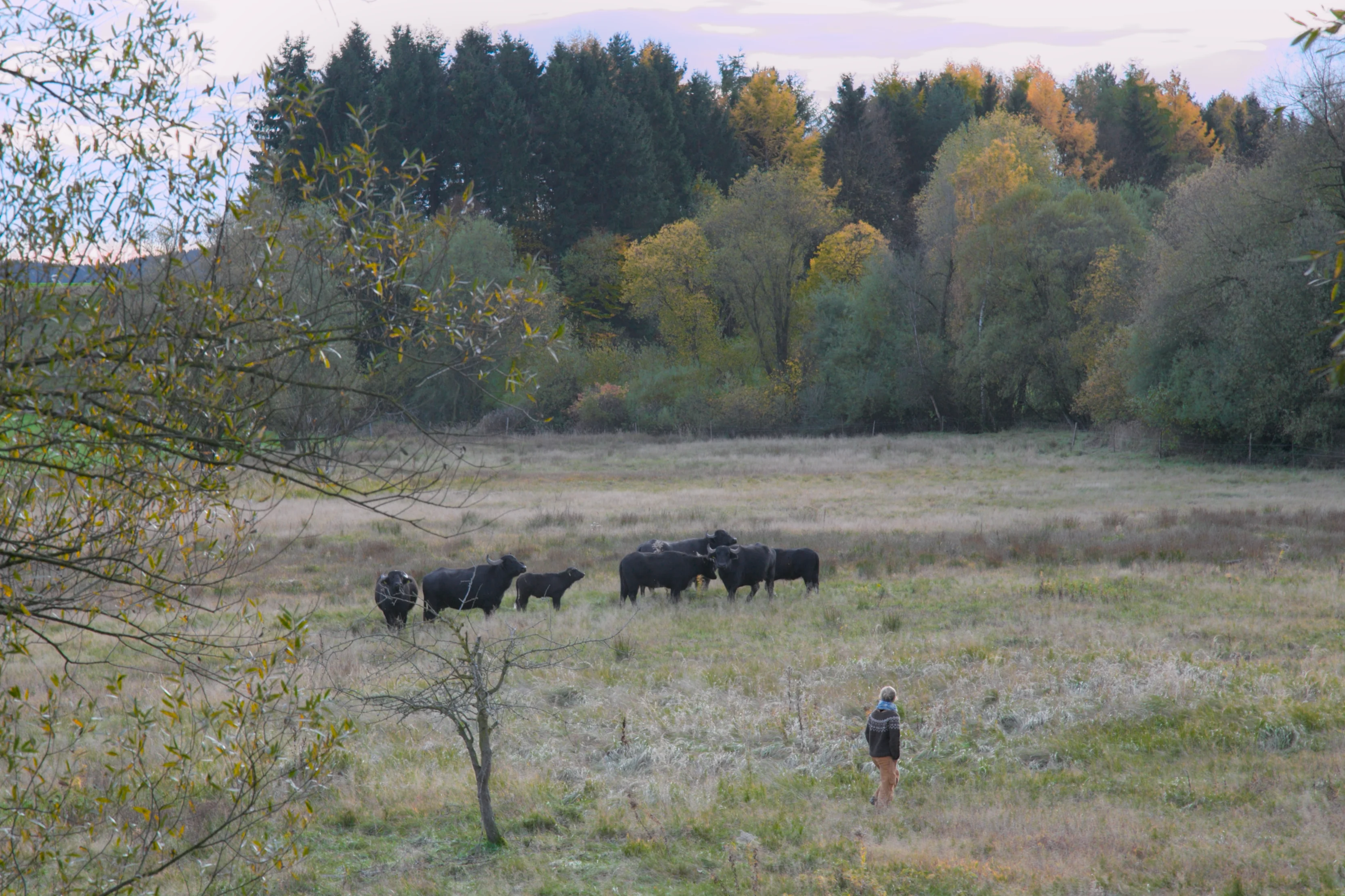 Wasserbüffel in natürlicher Umgebung