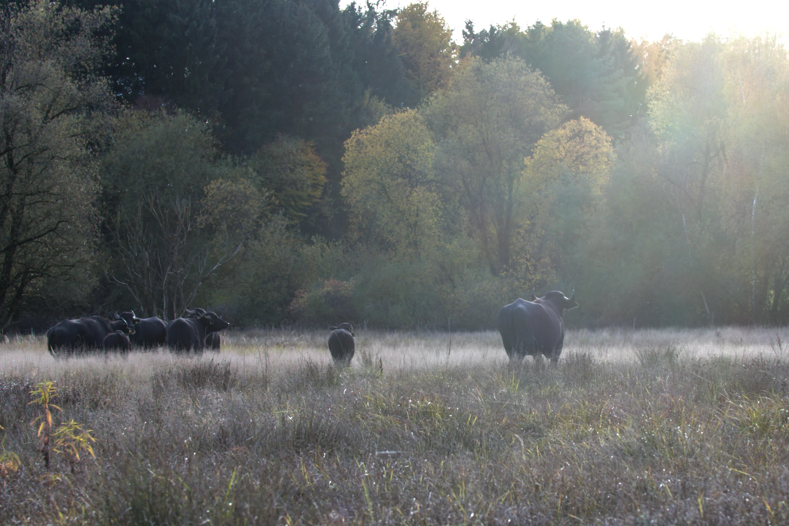 Nuriatur Wasserbüffel